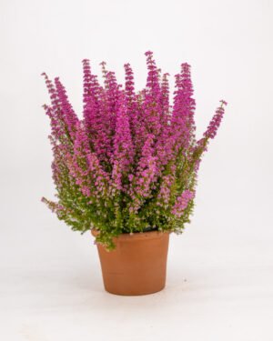 Erica gracilis 'Beauty Queen'