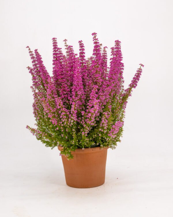 Erica gracilis 'Beauty Queen' - immagine 1