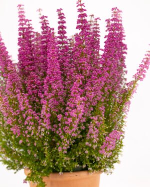 Erica gracilis 'Beauty Queen' - immagine 3