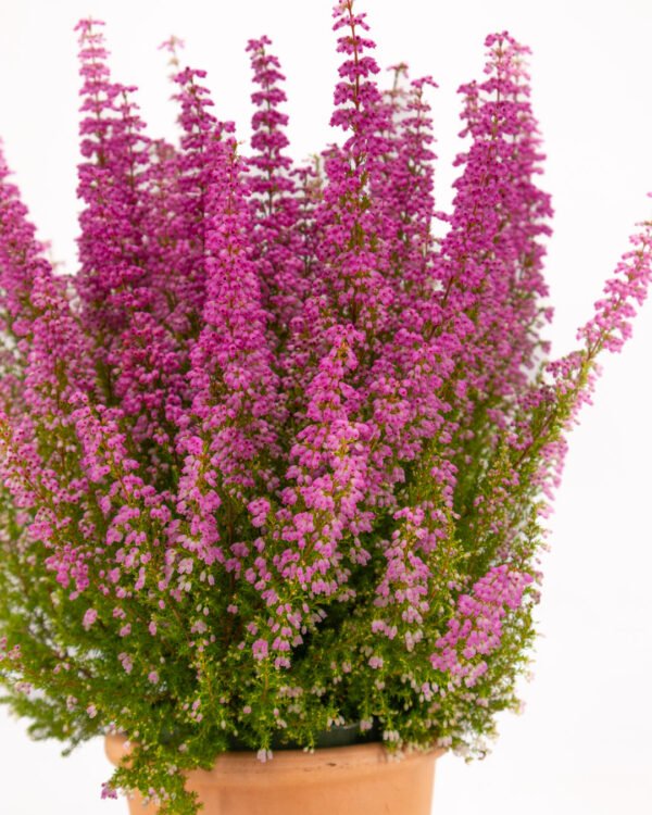 Erica gracilis 'Beauty Queen' - immagine 3