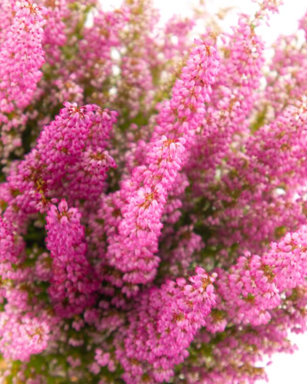 Erica gracilis 'Beauty Queen' - immagine 2