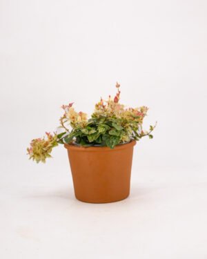 Gelsomino 'Tricolor'