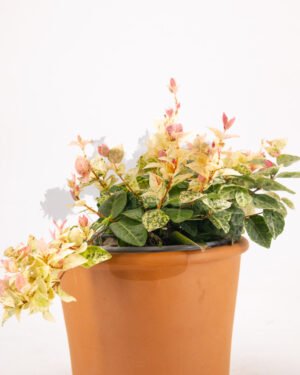 Gelsomino 'Tricolor' - immagine 3