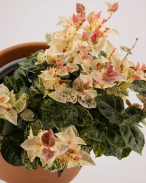 Gelsomino 'Tricolor' - immagine 2
