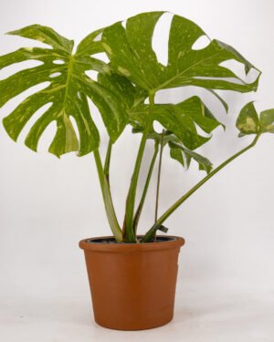 Monstera 'Thai Constellation'