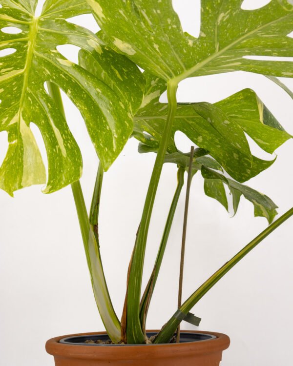 Monstera 'Thai Constellation' - immagine 4