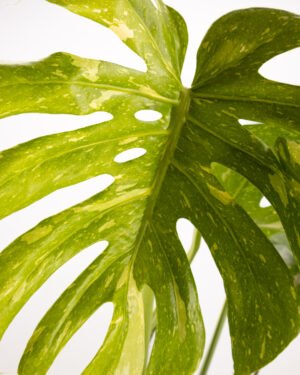 Monstera 'Thai Constellation' - immagine 2