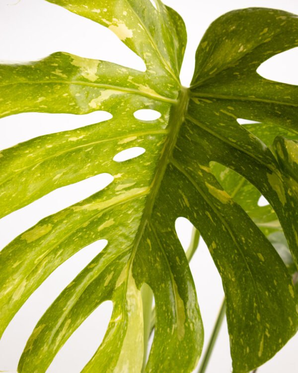 Monstera 'Thai Constellation' - immagine 2