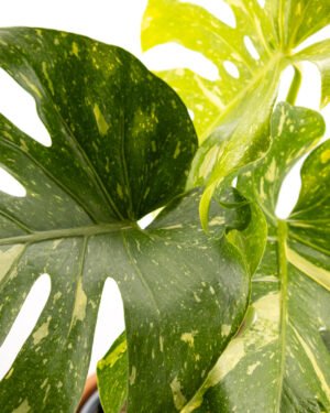 Monstera 'Thai Constellation' - immagine 3
