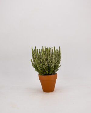 Calluna vulgaris - immagine 4