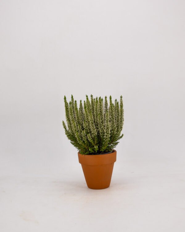 Calluna vulgaris - immagine 4