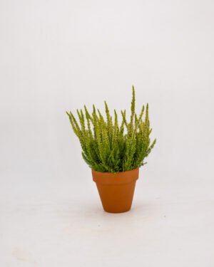 Calluna vulgaris - immagine 5