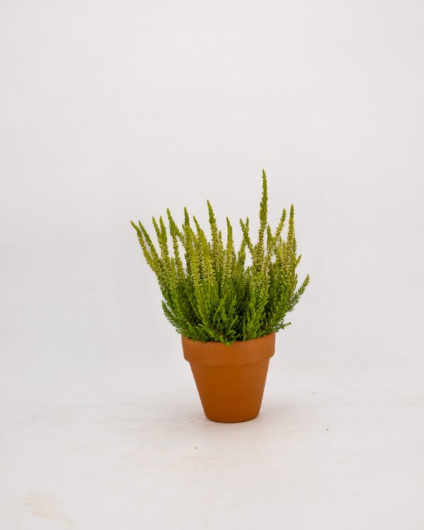 Calluna vulgaris - immagine 5