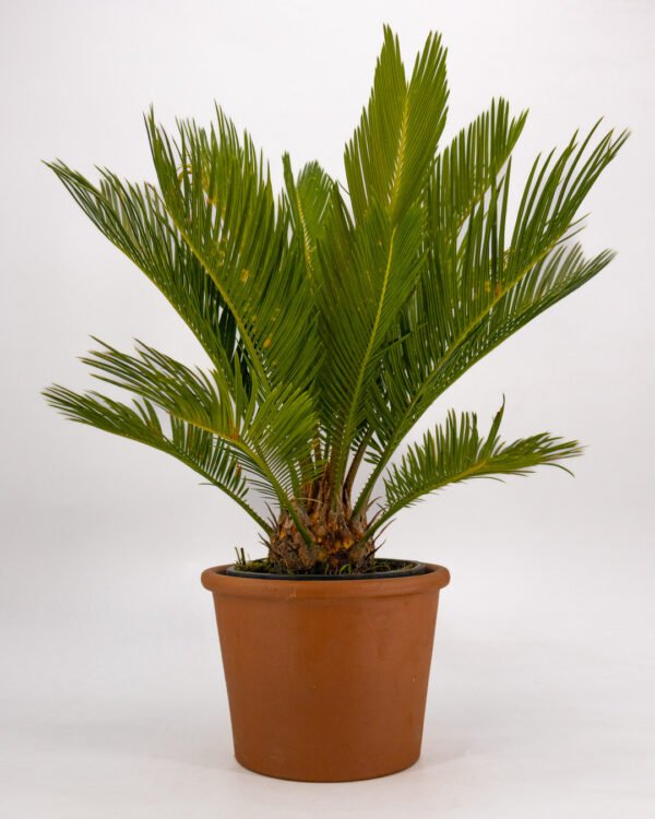 Cycas revoluta - immagine 1