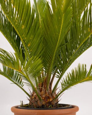 Cycas revoluta - immagine 3
