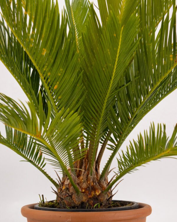 Cycas revoluta - immagine 3