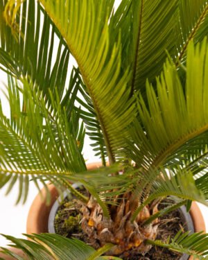 Cycas revoluta - immagine 2