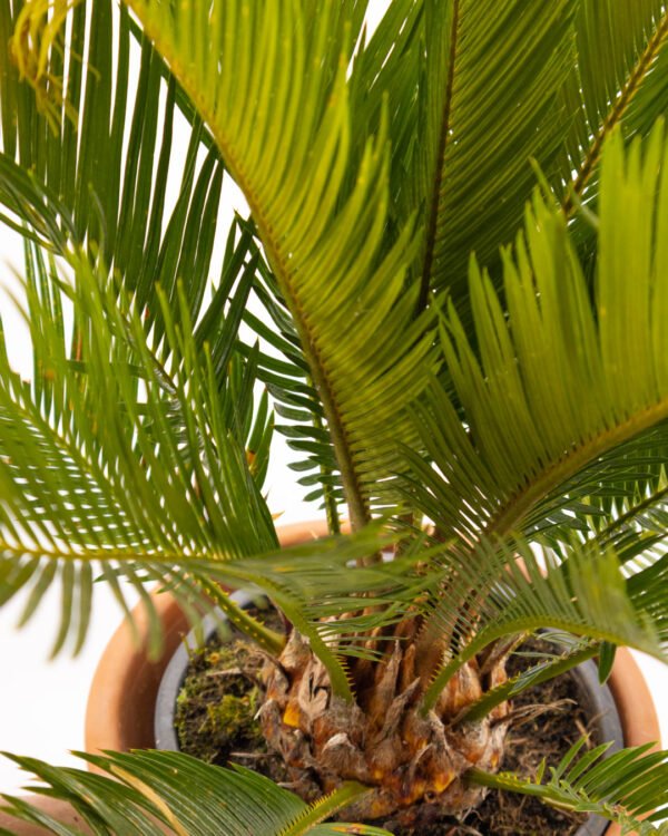 Cycas revoluta - immagine 2