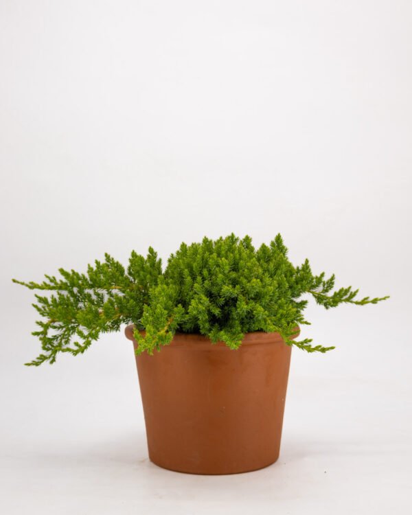 Juniperus procumbes 'Nana' - immagine 1