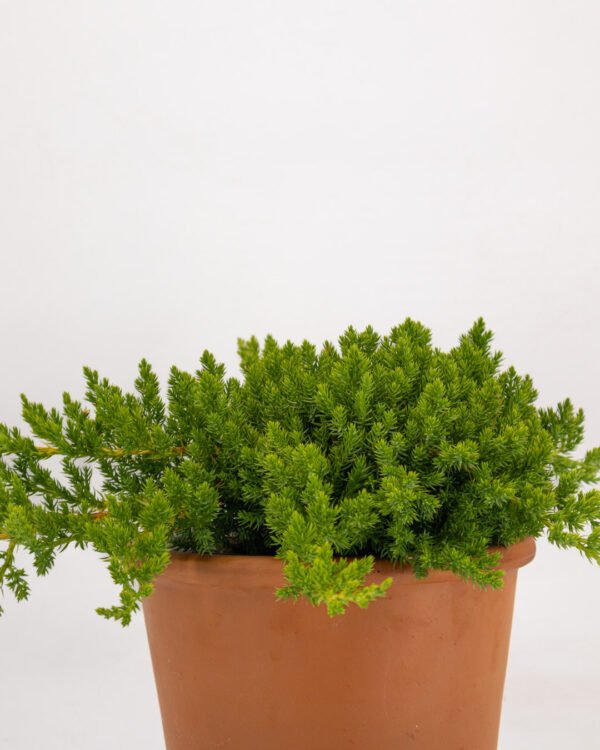 Juniperus procumbes 'Nana' - immagine 3