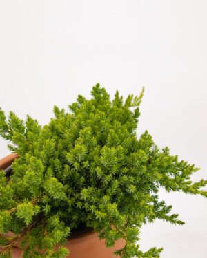 Juniperus procumbes 'Nana' - immagine 2