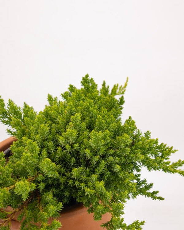 Juniperus procumbes 'Nana' - immagine 2