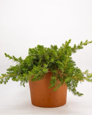 Juniperus conferta 'Schlager'