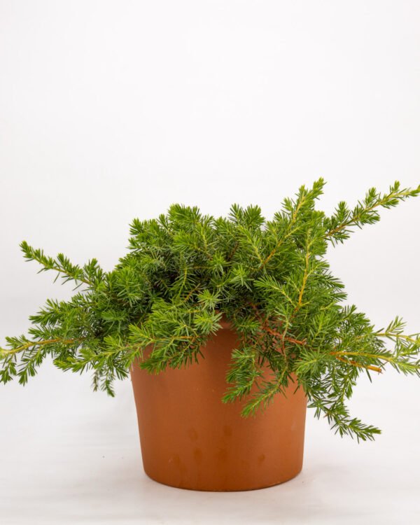 Juniperus conferta 'Schlager' - immagine 1