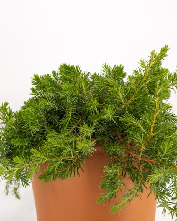 Juniperus conferta 'Schlager' - immagine 3