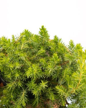 Juniperus conferta 'Schlager' - immagine 2