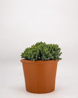 Juniperus squamata 'Blue Star'