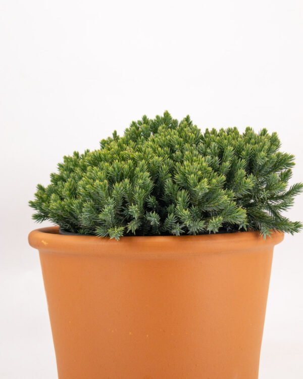 Juniperus squamata 'Blue Star' - immagine 3