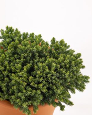 Juniperus squamata 'Blue Star' - immagine 2
