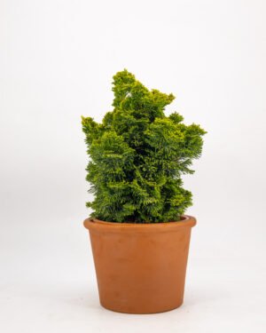 Chamaecyparis obtusa 'Nana Gracilis'