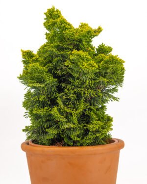 Chamaecyparis obtusa 'Nana Gracilis' - immagine 3