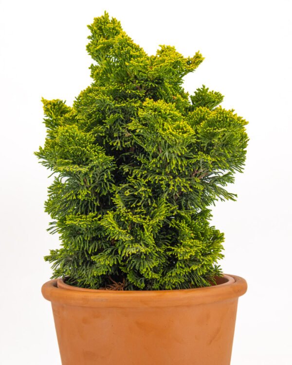 Chamaecyparis obtusa 'Nana Gracilis' - immagine 3