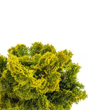 Chamaecyparis obtusa 'Nana Gracilis' - immagine 2