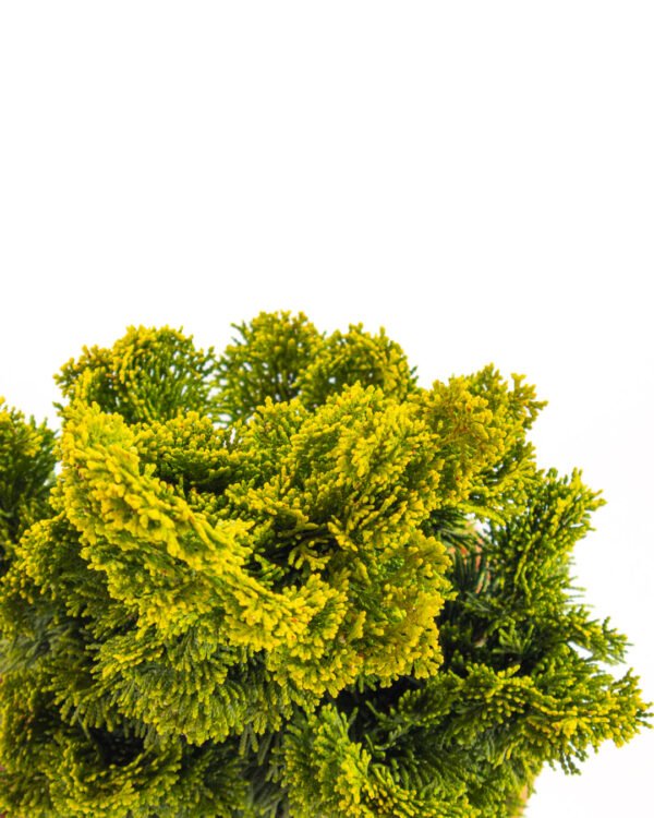 Chamaecyparis obtusa 'Nana Gracilis' - immagine 2