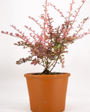 Berberis thunbergii 'Harlequin'