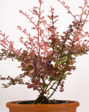 Berberis thunbergii 'Harlequin' - immagine 3