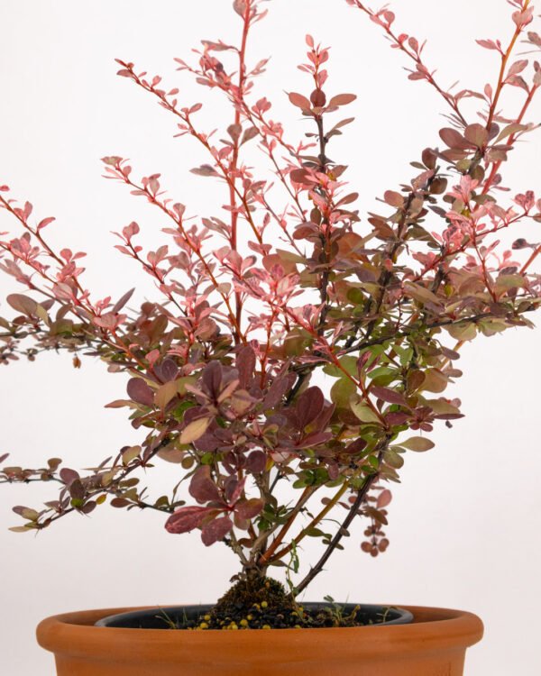 Berberis thunbergii 'Harlequin' - immagine 3