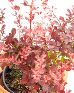 Berberis thunbergii 'Harlequin' - immagine 2