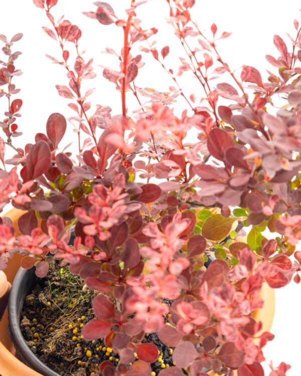 Berberis thunbergii 'Harlequin' - immagine 2