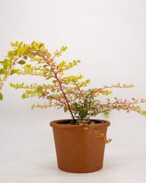 Berberis thunbergii 'Natasza'