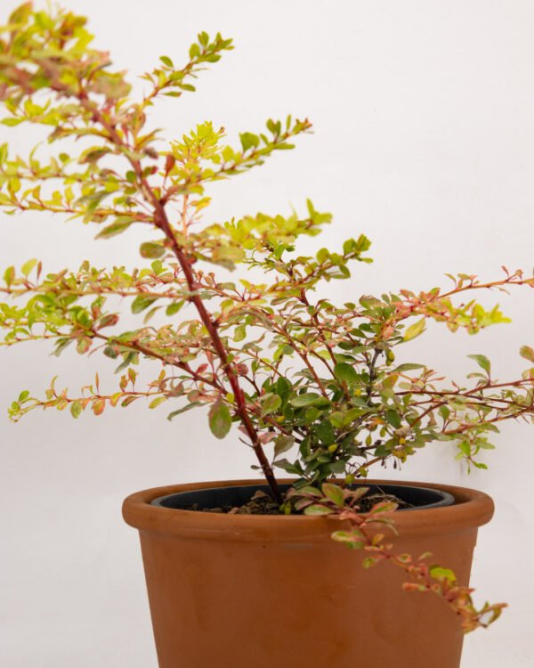 Berberis thunbergii 'Natasza' - immagine 3