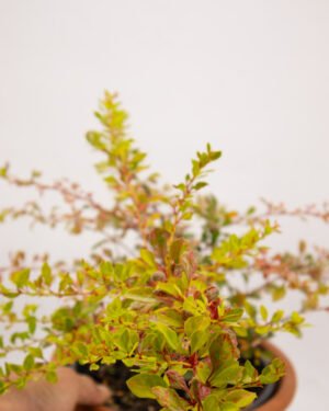 Berberis thunbergii 'Natasza' - immagine 2