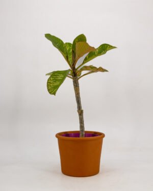 Plumeria variegata