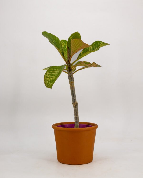 Plumeria variegata - immagine 1
