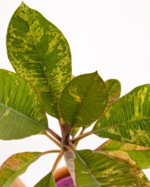 Plumeria variegata - immagine 2