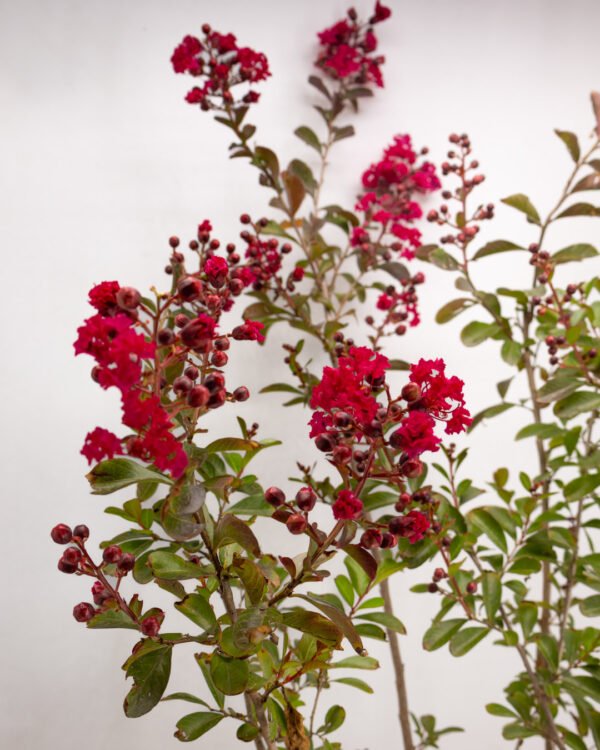Lagerstroemia indica - immagine 3